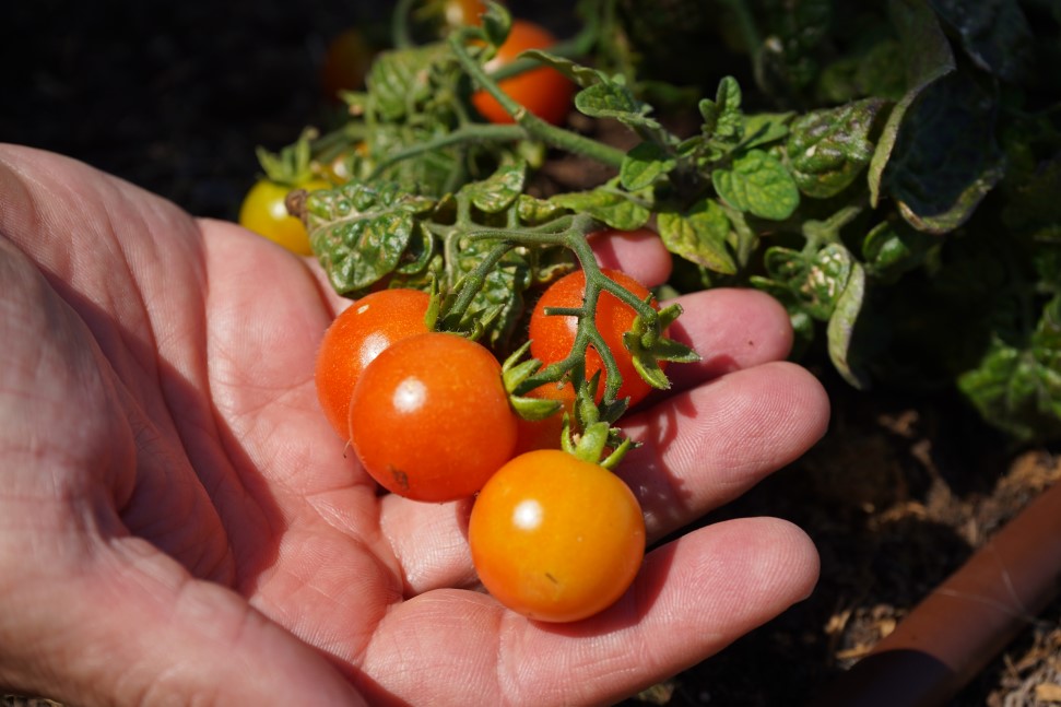 gastronomía marsenses natura olea hotel